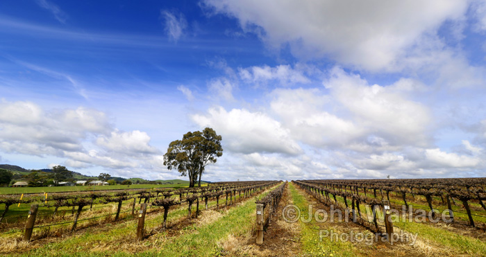Barossa Valley Springtime